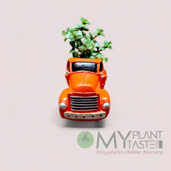 Jade succulent - red truck planter