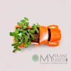 Jade succulent - red truck planter