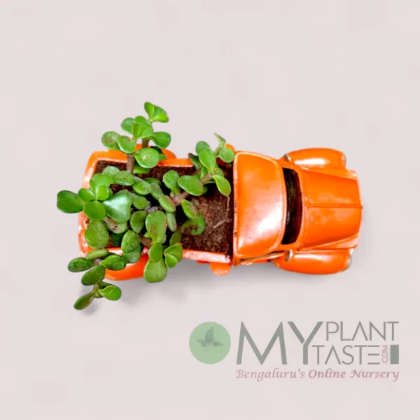 Jade succulent - red truck planter