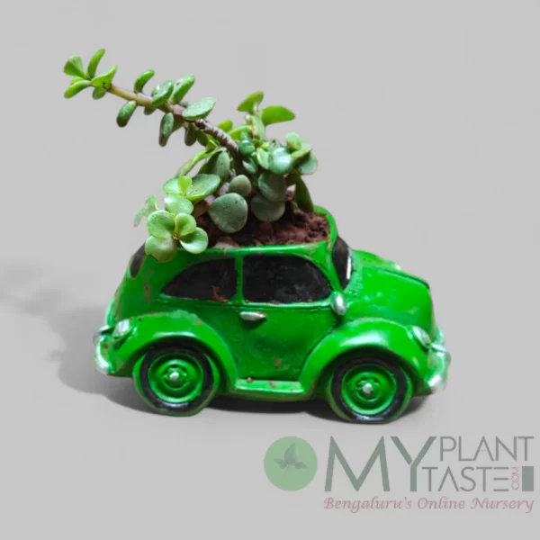 Jade succulent in green vintage car planter