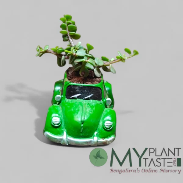 Jade succulent in green vintage car planter