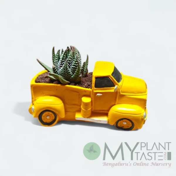 Zebra succulent – Yellow truck planter