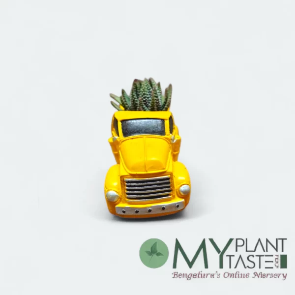 Zebra succulent – Yellow truck planter