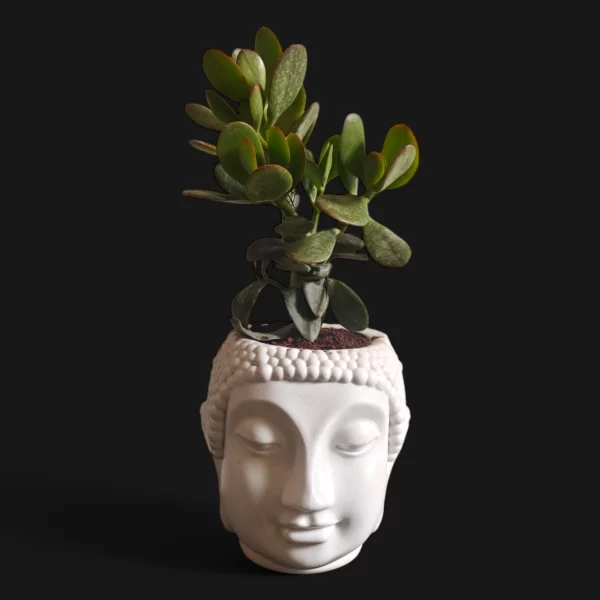 Jade Ovata in a Peaceful Buddha Planter