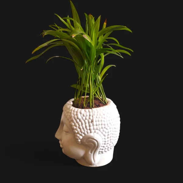 Areca Palm small in Peaceful Buddha Planter