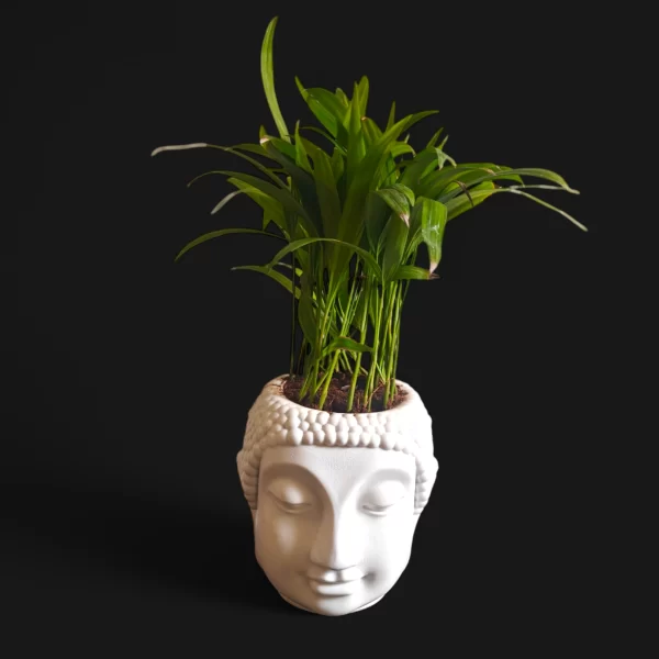 Areca Palm small in Peaceful Buddha Planter