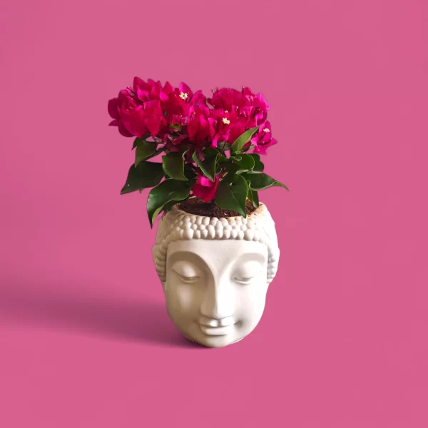 Pink Bougainville in Peaceful Buddha Planter