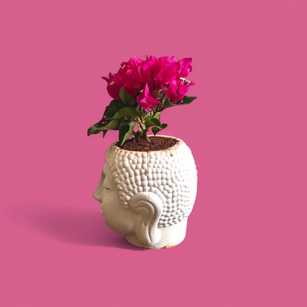 Pink Bougainville in Peaceful Buddha Planter