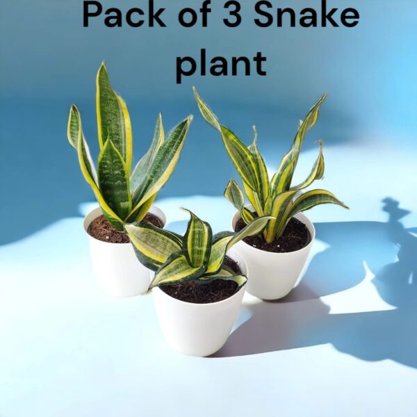 Snake plant- pack of 3