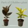 Rubber plant-pack of 2