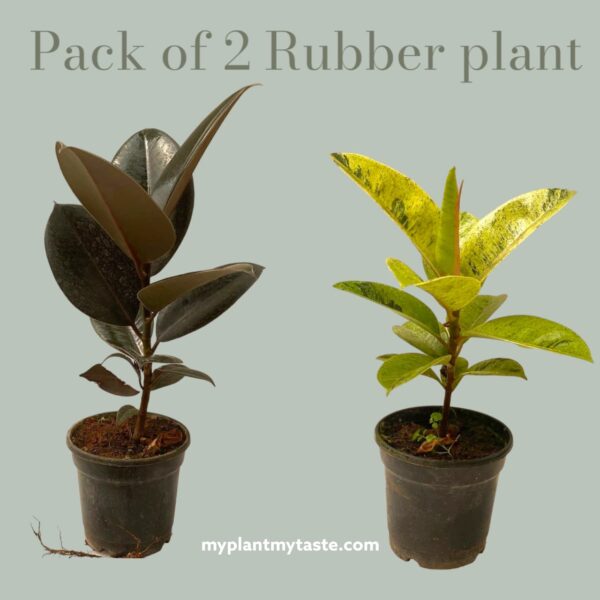 Rubber plant-pack of 2