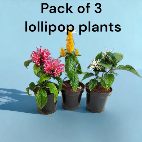 Lollipop Plants- pack of 3