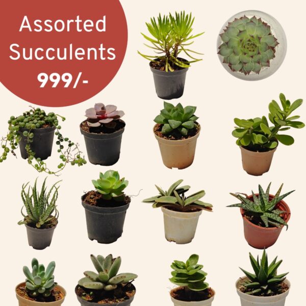 Assorted succulents-pack of 14