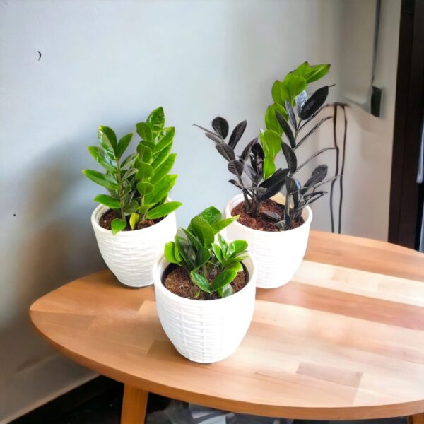 ZZ Plant Combo pack of 3 (Zamioculcas zamiifolia)
