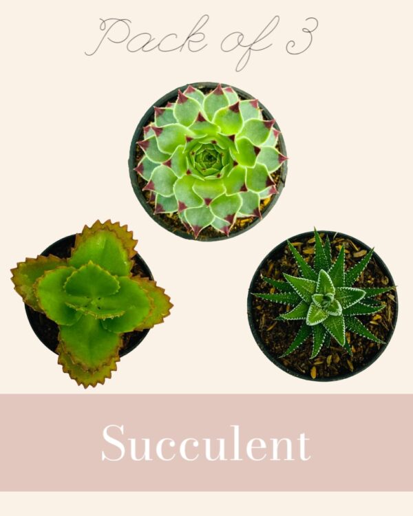 Succulent Trio – Pack of 3