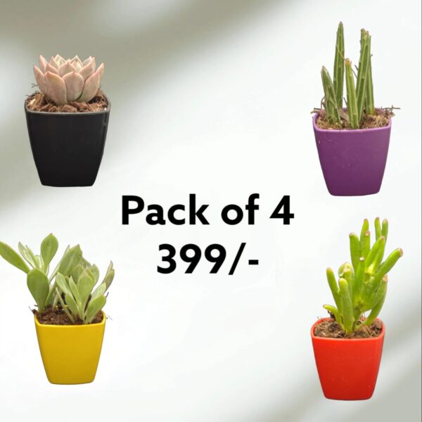 Succulent Quartet – Pack of 4 Stylish Indoor Plants