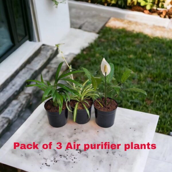 Air Purifier plants-pack of 3 - Bangalore Delivery