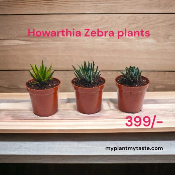Howarthia Zebra Plant- Pack of 3