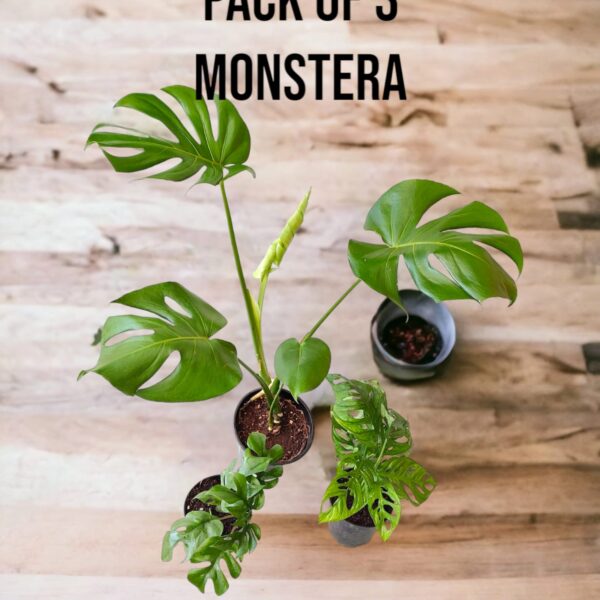 Monstera- Pack of 3
