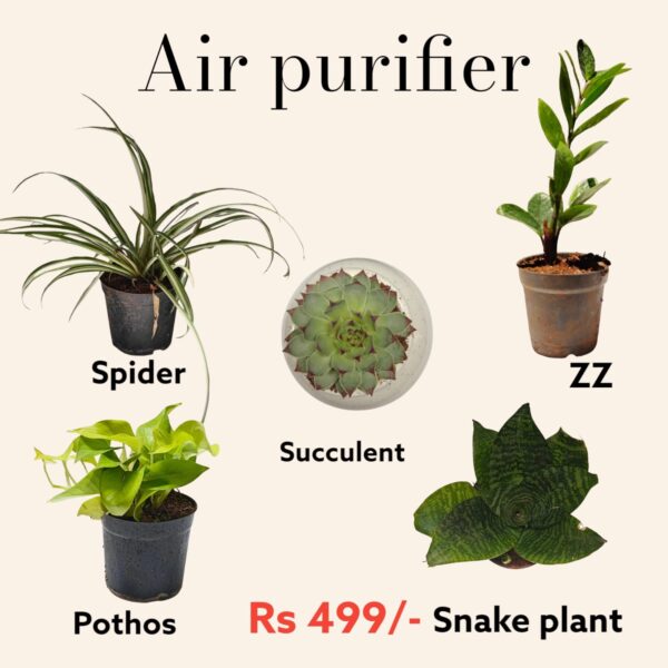 Air Purifier- Pack of 5 (Spider plant, ZZ Plant, Pothos, Snake plant and Succulent)