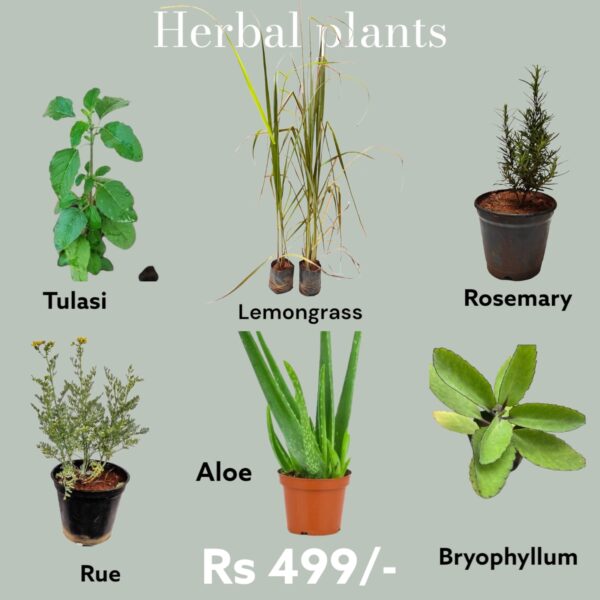 Herbal plants- Pack of 6 (Tulasi, Lemon grass, Rosemary, Aloe, Rue and Bryophyllum)