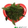 The Botanical Heart- Peperomia Rosso plant - Image 2
