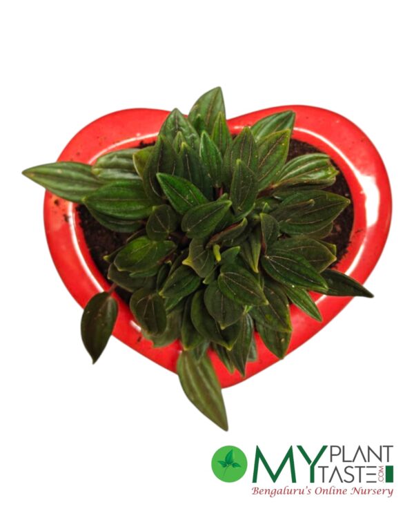 The Botanical Heart- Peperomia Rosso plant - Image 2