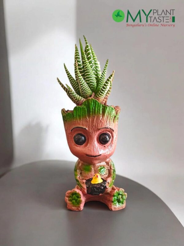 Zebra plant- Groot planter
