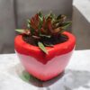 The Botanical Heart- Peperomia Rosso plant