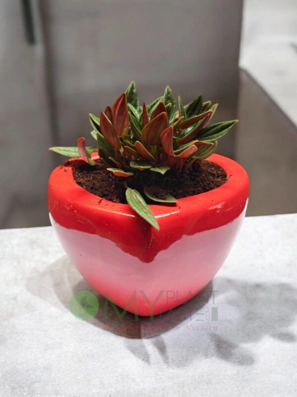 The Botanical Heart- Peperomia Rosso plant