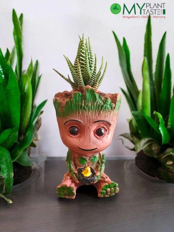 Zebra plant with Brown Groot Big Planter