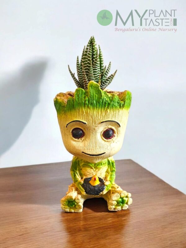 Zebra plant with Big Groot cream planter
