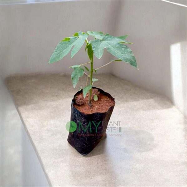 Taiwan Red Lady 786 Papaya Plant-Bangalore Delivery