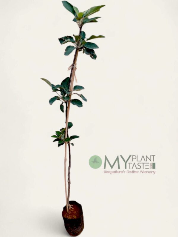 Kashmir Apple Grafted Plant – Bangalore Delivery Available