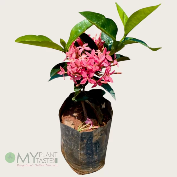 Ixora Singaporensis Pink Plant – Bangalore Delivery