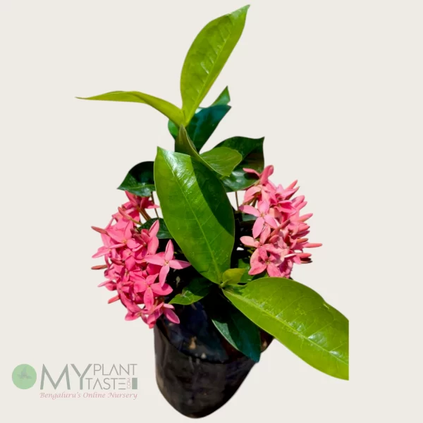 Ixora Singaporensis Pink Plant – Bangalore Delivery